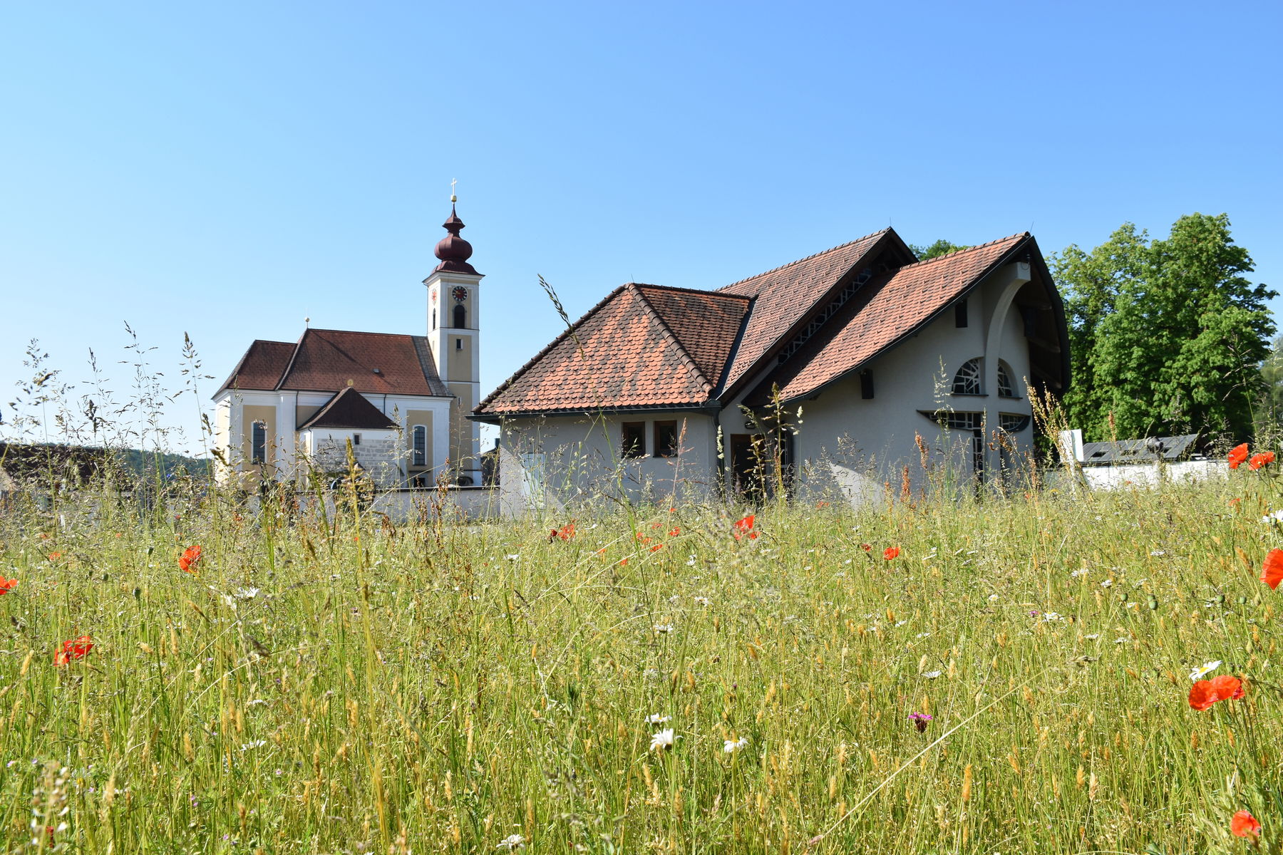 Blühender Friedhof: Verblühtes stehen lassen – Lebensraum für Insekten..jpg