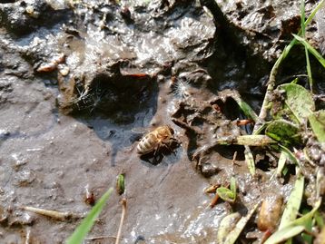 Bei Honigbienen besonders attraktiv sind leicht abgestandene, mineralstoffreiche Quellen mit natürlichen Nährstoffen, wie Pfützen. .jpg