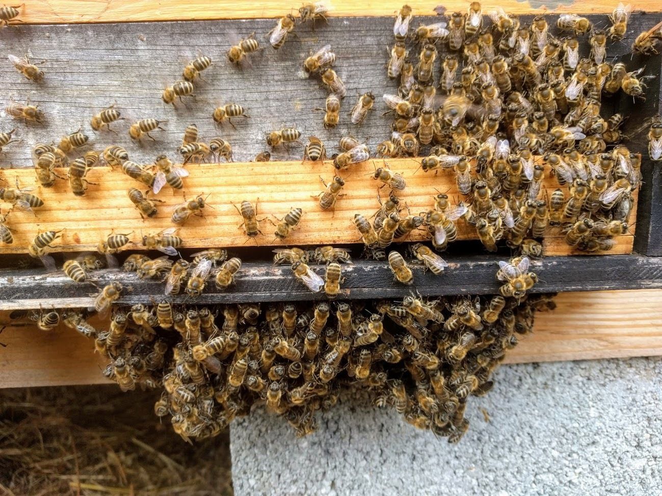 Bei heißen Sommertagen sitzen Honigbienen oft als Traube am Flugloch. .jpg