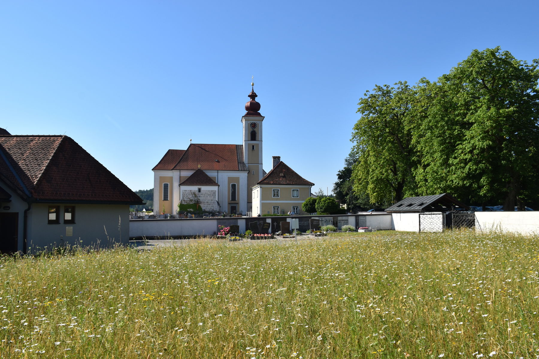 Blühfläche hinter der Aufbahrungshalle am 26. Juni 2026.jpg