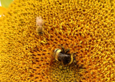 Sonnenblumen sind im Sommer normalerweise eine wichtige Nahrungsquelle für viele Insekten und Vögel. Aufgrund der anhaltenden Trockenheit fällt das Nektarangebot heuer leider deutlich geringer aus. © Biene Österreich