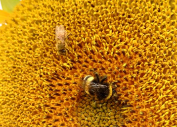 Sonnenblumen sind im Sommer normalerweise eine wichtige Nahrungsquelle für viele Insekten und Vögel. Aufgrund der anhaltenden Trockenheit fällt das Nektarangebot heuer leider deutlich geringer aus. © Biene Österreich