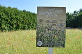 Die "Biodiversitätsfläche" ist Lebensraum für viele Bestäuberinsekten!.jpg