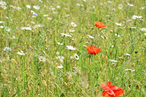 Das Blütenbild veränderte sich von Woche zu Woche. Im kommenden Jahr wird die Fläche in "Vollblüte" stehen. .jpg