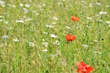 Das Blütenbild veränderte sich von Woche zu Woche. Im kommenden Jahr wird die Fläche in "Vollblüte" stehen. .jpg