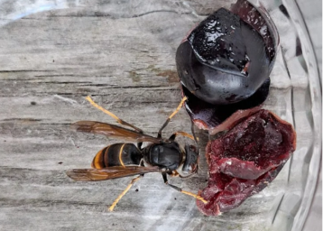 Im Gemeindegebiet von Kössen (Bezirk Kufstein) im Tiroler Unterland wurde kürzlich erstmals eine gelbfüßige Asiatische Hornisse (Vespa velutina nigrithorax) in Tirol nachgewiesen..png