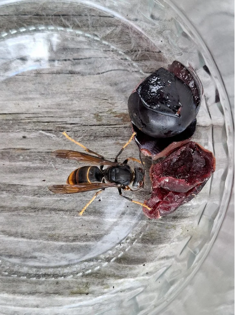 Im Gemeindegebiet von Kössen (Bezirk Kufstein) im Tiroler Unterland wurde im August erstmals eine gelbfüßige Asiatische Hornisse (Vespa velutina nigrithorax) in Tirol nachgewiesen.