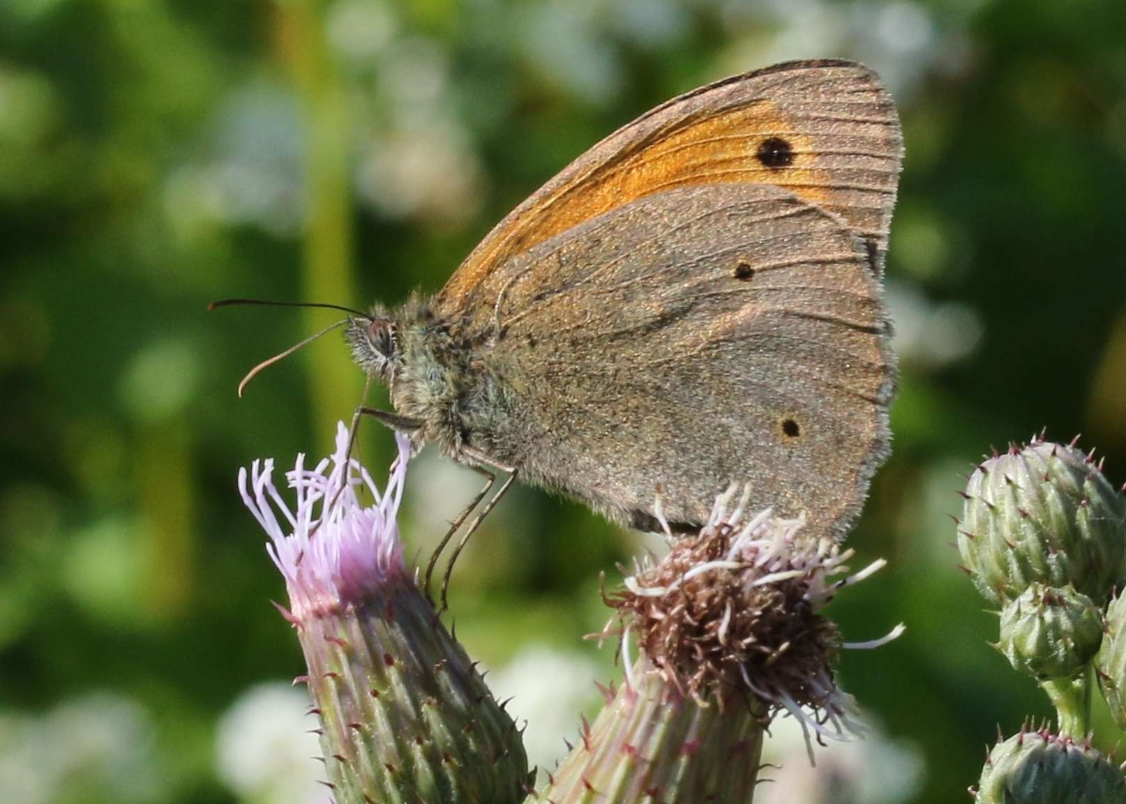 Ochsenauge Falter auf Acker-Kratzdistel.jpg