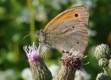 Ochsenauge Falter auf Acker-Kratzdistel.jpg