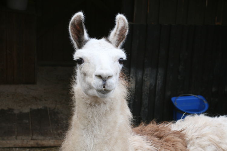 Esperanza_(c)_Maja_Peters_(2).jpg © Green Care Team Esperanza_(c)_Maja_Peters_(2).jpg © Green Care Team