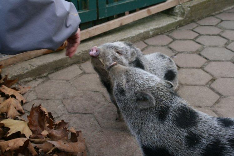 Himmelschlüsselhof_(c)_Maja_Peters_(27).jpg © Green Care Team Himmelschlüsselhof_(c)_Maja_Peters_(27).jpg © Green Care Team