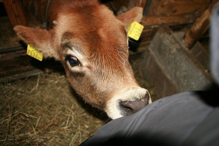 Himmelschlüsselhof_(c)_Maja_Peters_(37).jpg © Green Care Team Himmelschlüsselhof_(c)_Maja_Peters_(37).jpg © Green Care Team