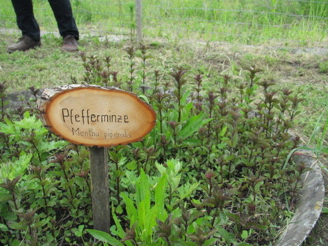 2013_05_22_GC_Exkursion_WUK_Biopflanzen_(c)_Herdlicka_(39).jpg © Green Care Team 2013_05_22_GC_Exkursion_WUK_Biopflanzen_(c)_Herdlicka_(39).jpg © Green Care Team