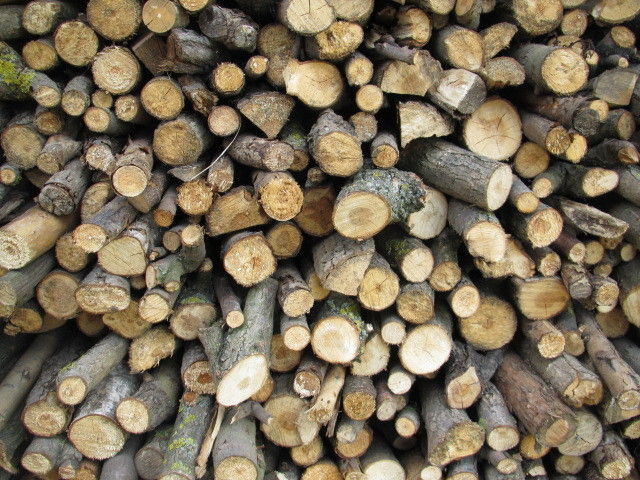 2013_05_22_GC_Exkursion_WUK_Biopflanzen_(c)_Herdlicka_(43).jpg © Green Care Team 2013_05_22_GC_Exkursion_WUK_Biopflanzen_(c)_Herdlicka_(43).jpg © Green Care Team