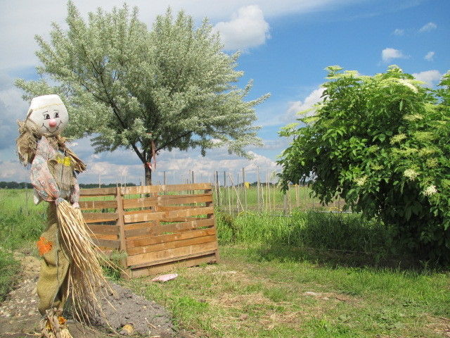 2013_05_22_GC_Exkursion_WUK_Biopflanzen_(c)_Herdlicka_(45).jpg © Green Care Team 2013_05_22_GC_Exkursion_WUK_Biopflanzen_(c)_Herdlicka_(45).jpg © Green Care Team