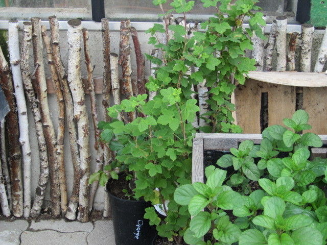 2013_05_22_GC_Exkursion_WUK_Biopflanzen_(c)_Herdlicka_(53).jpg © Green Care Team 2013_05_22_GC_Exkursion_WUK_Biopflanzen_(c)_Herdlicka_(53).jpg © Green Care Team