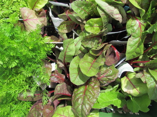 2013_05_22_GC_Exkursion_WUK_Biopflanzen_(c)_Herdlicka_(55).jpg © Green Care Team 2013_05_22_GC_Exkursion_WUK_Biopflanzen_(c)_Herdlicka_(55).jpg © Green Care Team