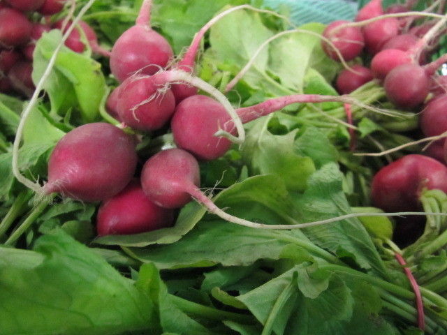 2013_05_22_Green_Care_Exkursion_Adamah_(c)_Herdlicka_(70).jpg © Green Care Team 2013_05_22_Green_Care_Exkursion_Adamah_(c)_Herdlicka_(70).jpg © Green Care Team