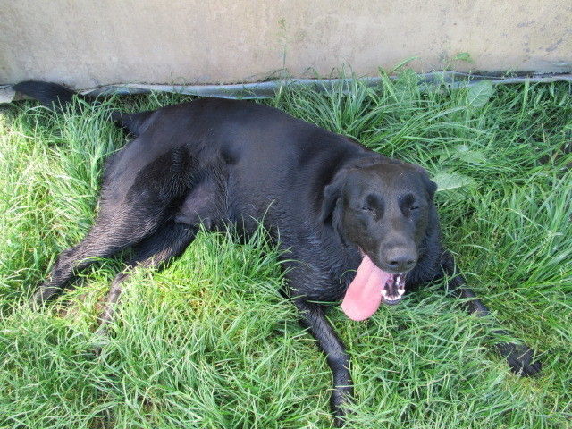 2013_05_22_Green_Care_Exkursion_Adamah_(c)_Herdlicka_(81).jpg © Green Care Team 2013_05_22_Green_Care_Exkursion_Adamah_(c)_Herdlicka_(81).jpg © Green Care Team