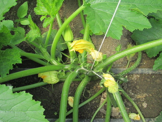 2013_05_22_Green_Care_Exkursion_Adamah_(c)_Herdlicka_(86).jpg © Green Care Team 2013_05_22_Green_Care_Exkursion_Adamah_(c)_Herdlicka_(86).jpg © Green Care Team