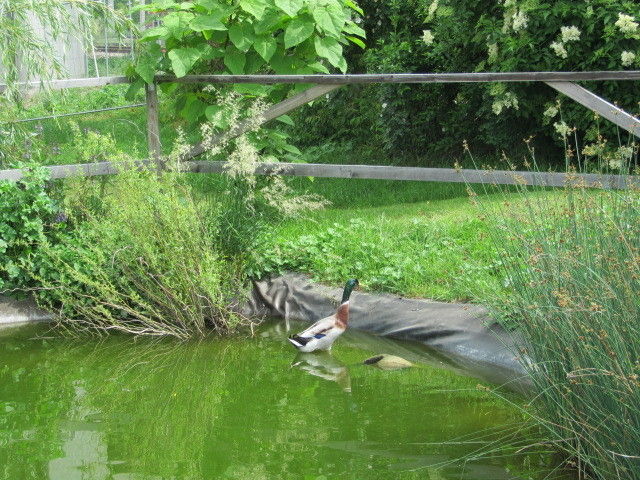 2013_05_22_Green_Care_Exkursion_GIN_(c)_Herdlicka_(74).jpg © Green Care Team 2013_05_22_Green_Care_Exkursion_GIN_(c)_Herdlicka_(74).jpg © Green Care Team