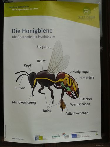 2013-06-06_City Farm Schönbrunn_2.jpg © Green Care Team 2013-06-06_City Farm Schönbrunn_2.jpg © Green Care Team