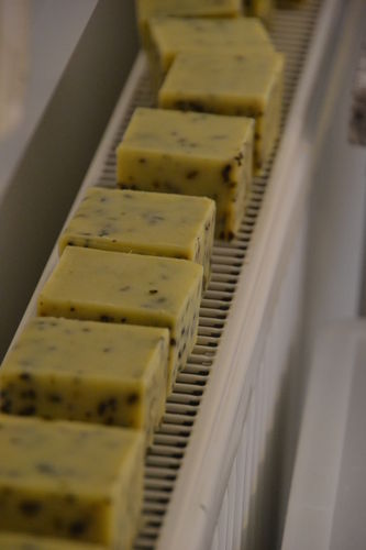 (c)_LK_Wien_(16).jpg © Green Care Team (c)_LK_Wien_(16).jpg © Green Care Team