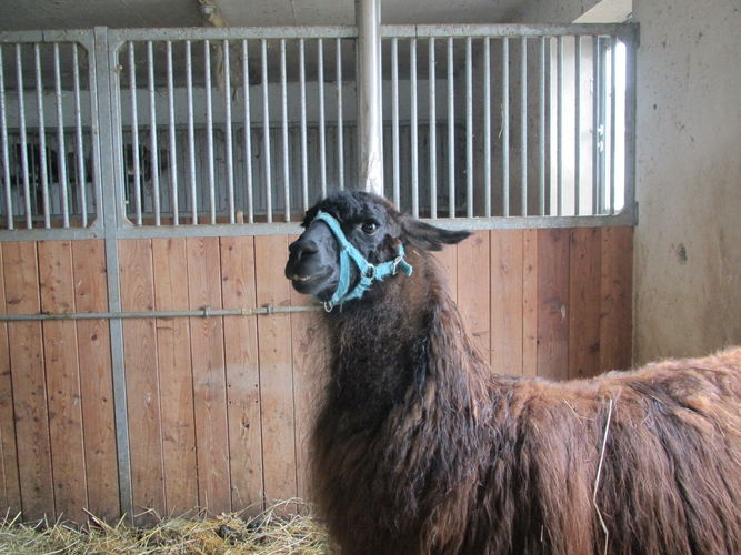 Exkursion OÖ am 29. April 2014 Franzlhof.jpg © Green Care Team Exkursion OÖ am 29. April 2014 Franzlhof.jpg © Green Care Team