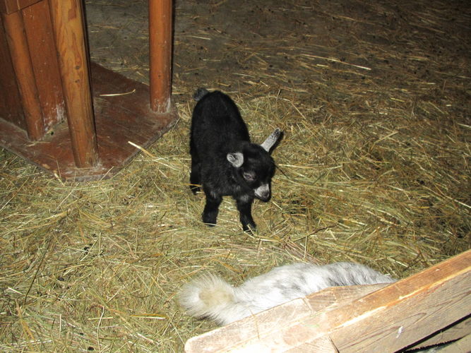 Exkursion OÖ am 29. April 2014 Franzlhof.jpg © Green Care Team Exkursion OÖ am 29. April 2014 Franzlhof.jpg © Green Care Team