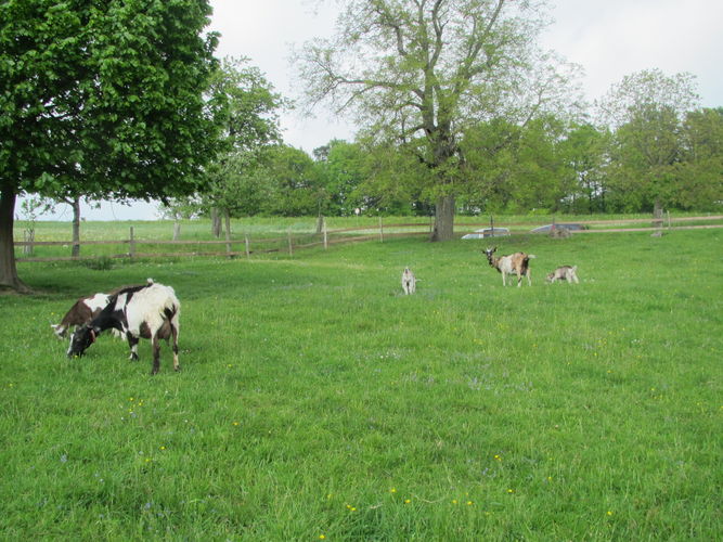 Green Care Exkursion OÖ am 29. April 2014 Loidhold-Hof.jpg © Green Care Team Green Care Exkursion OÖ am 29. April 2014 Loidhold-Hof.jpg © Green Care Team