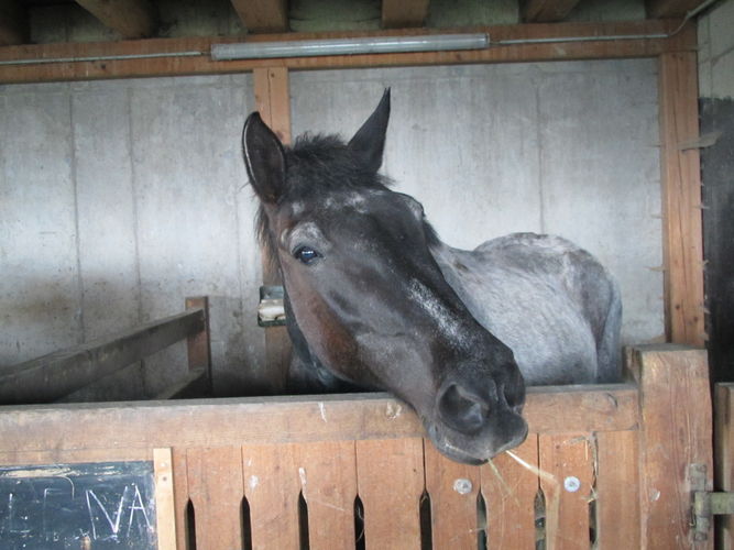 Green Care Exkursion OÖ am 29. April 2014 Loidhold-Hof.jpg © Green Care Team Green Care Exkursion OÖ am 29. April 2014 Loidhold-Hof.jpg © Green Care Team