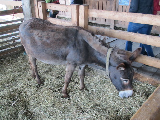 Green Care Exkursion OÖ am 29. April 2014 Loidhold-Hof.jpg © Green Care Team Green Care Exkursion OÖ am 29. April 2014 Loidhold-Hof.jpg © Green Care Team