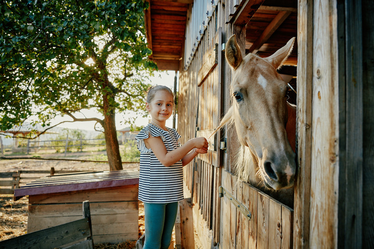 Pferd berühren_Imagebild_GC_Ulrich Zinell © GC_Ulrich Zinell Pferd berühren_Imagebild_GC_Ulrich Zinell © GC_Ulrich Zinell