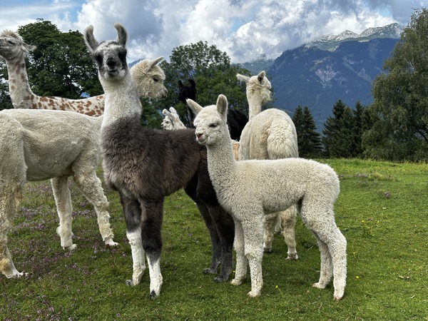 [1775115691711142.jpg]