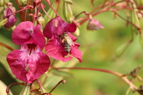 Drüsiges Springkraut mit Pollenbiene Drüsiges Springkraut mit Pollenbiene