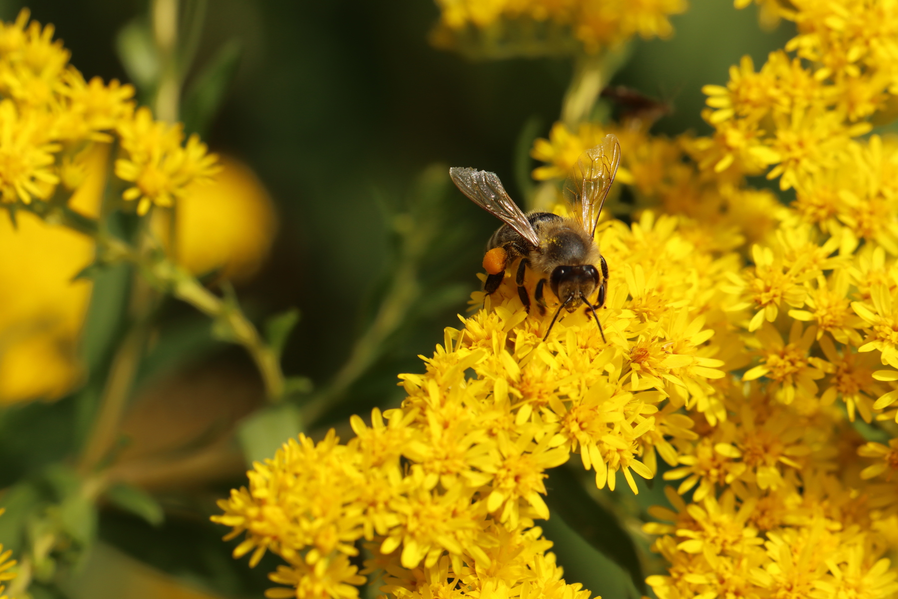 Kanadische Goldrute mit Pollenbiene