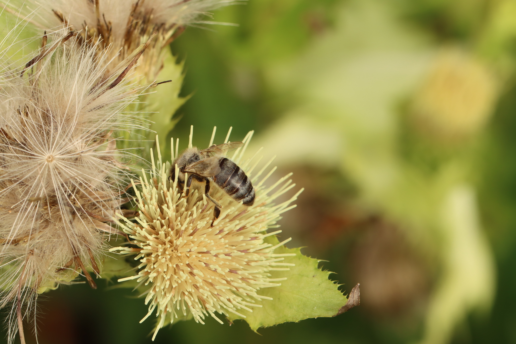 Kohldistel mit Biene Kohldistel mit Biene