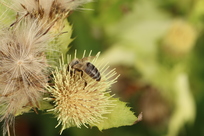 Kohldistel mit Biene Kohldistel mit Biene