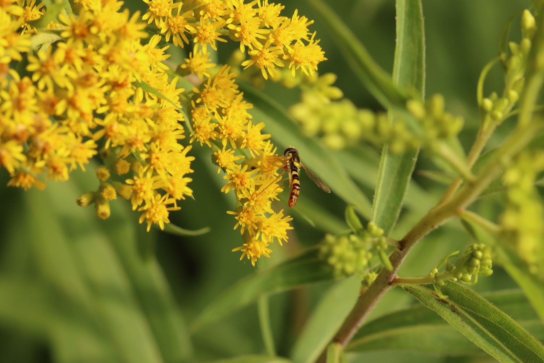 Kanadische Goldrute mit Schwebfliege