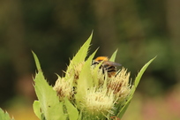 Kohldistel mit Gartenhummel Kohldistel mit Gartenhummel