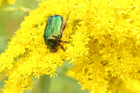 Goldglänzender Rosenkäfer auf Kanadischer Goldrute