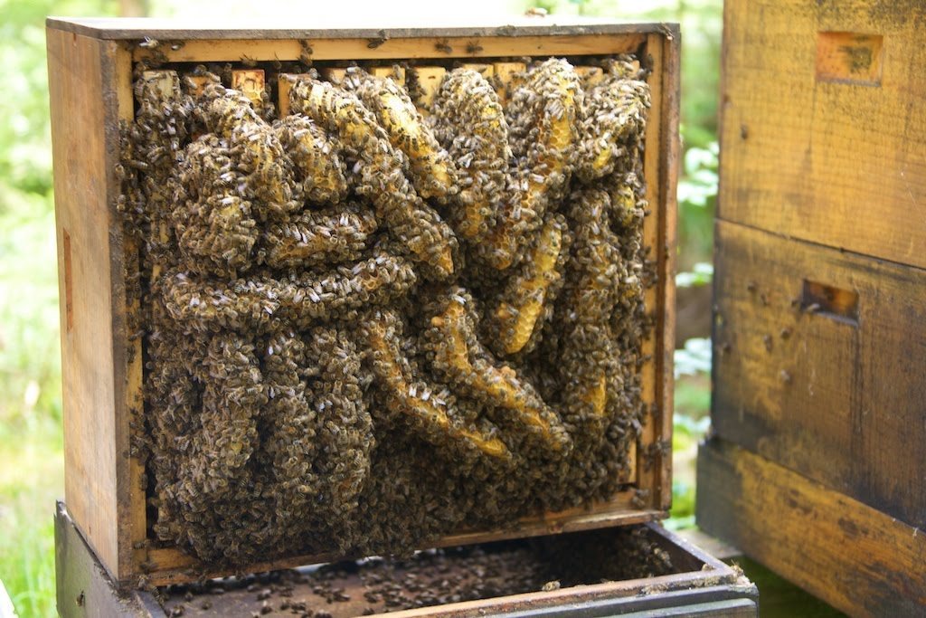 Wildbau im hohen Boden Wildbau im hohen Boden