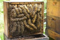 Wildbau im hohen Boden