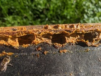 Propolis bei den Hochland Imkern Propolis bei den Hochland Imkern