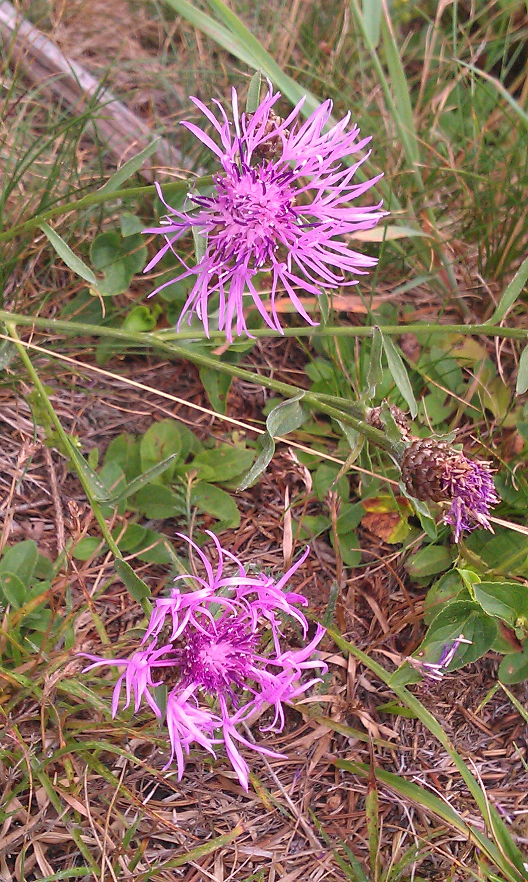 Wiesen-Flockenblume.jpg Wiesen-Flockenblume.jpg
