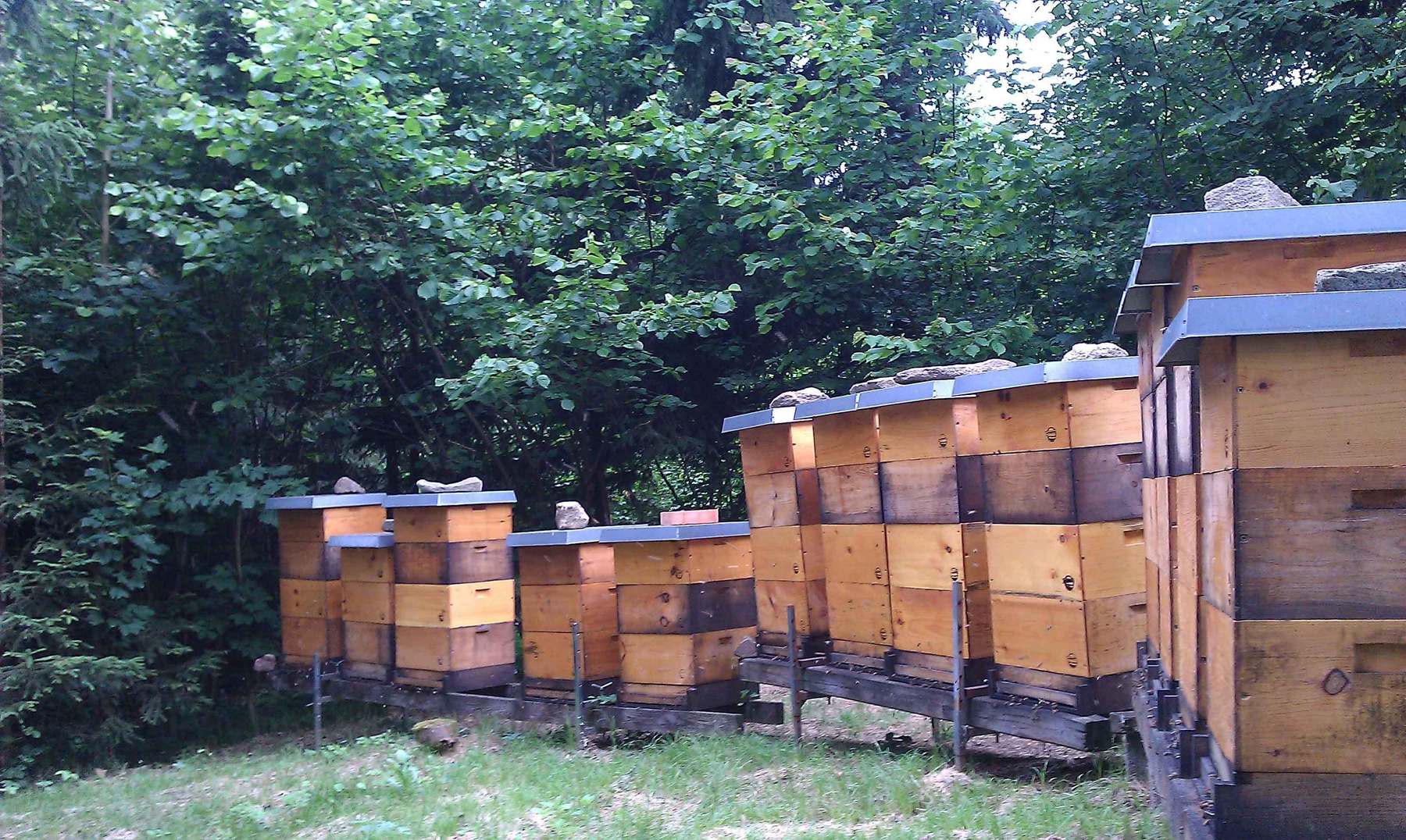 Starke Bienenvölker sammeln eifrig in der Waldtracht. Starke Bienenvölker sammeln eifrig in der Waldtracht.