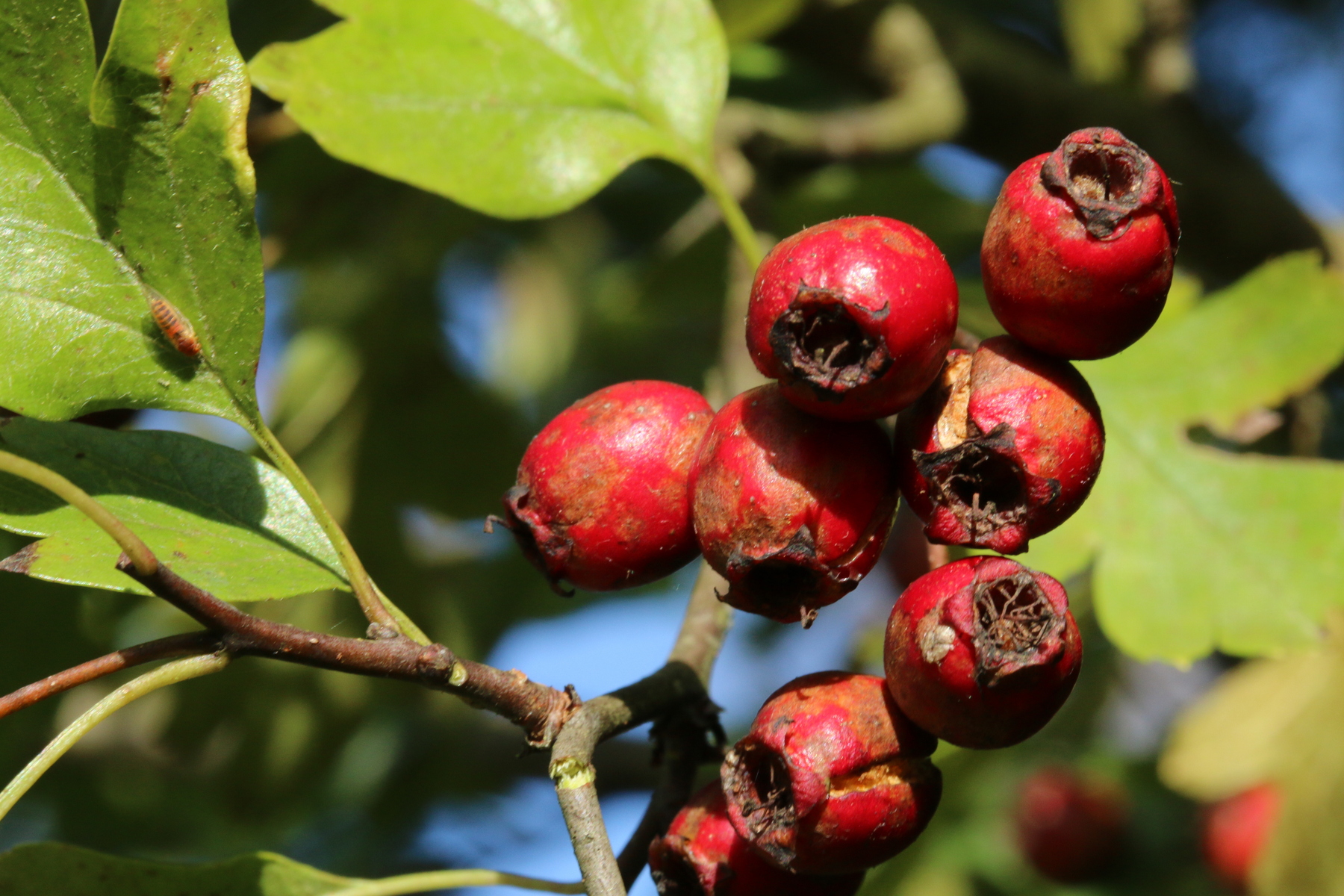 Eingriffeliger Weißdorn Fruchtstand Eingriffeliger Weißdorn Fruchtstand