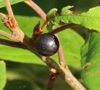 Die Beere des Faulbaumes Die Beere des Faulbaumes