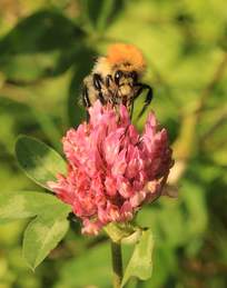 Ackerhummel auf Rotklee.jpg Ackerhummel auf Rotklee.jpg