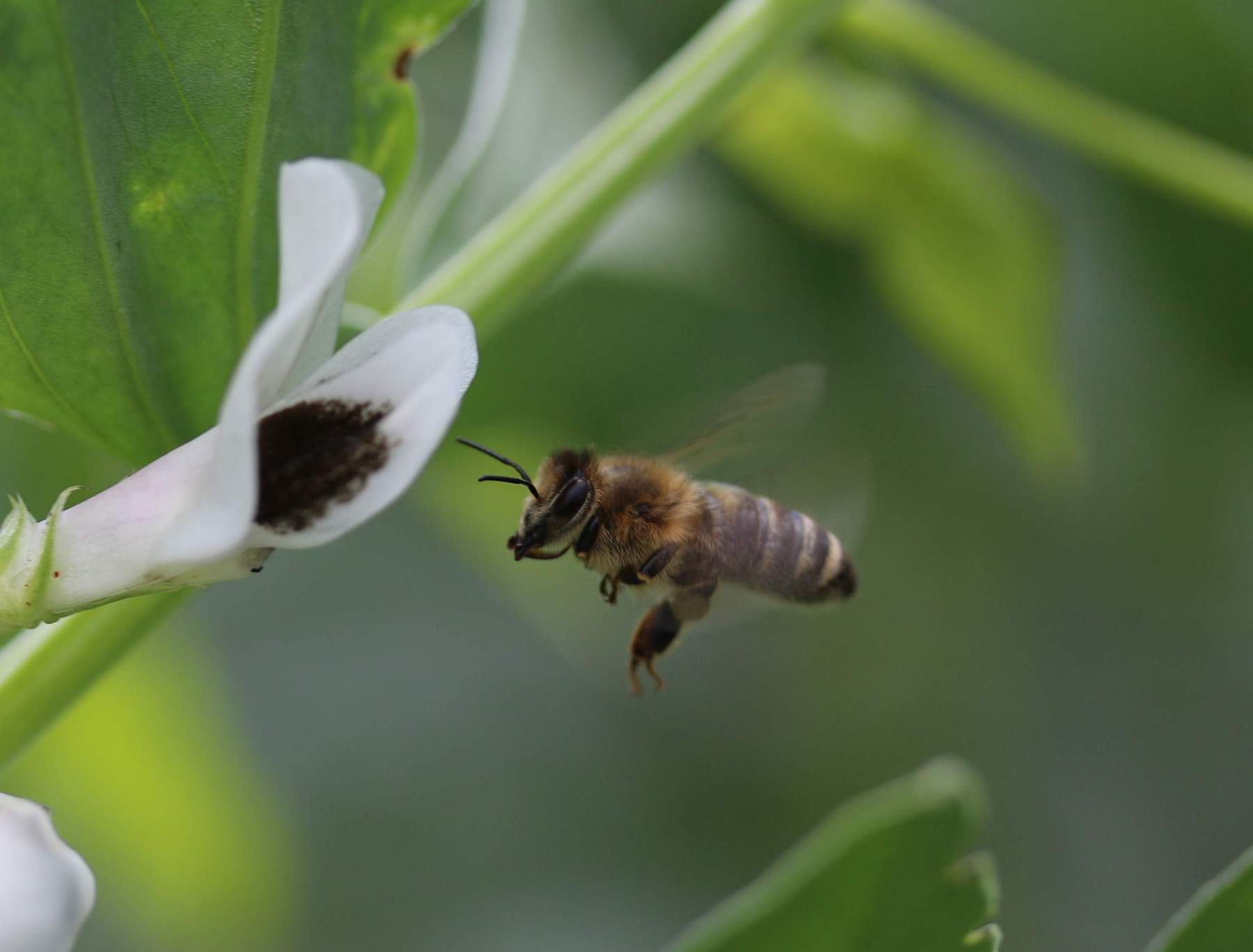 Biene fliegt auf die Blüte der Ackerbohne